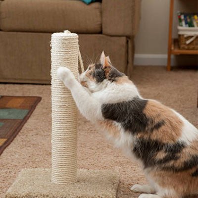 chat aiguisant ses griffes sur corde arbre a chat