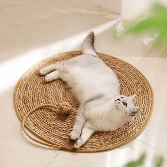 chat blanc couché sur tapis griffoir chat avec balle