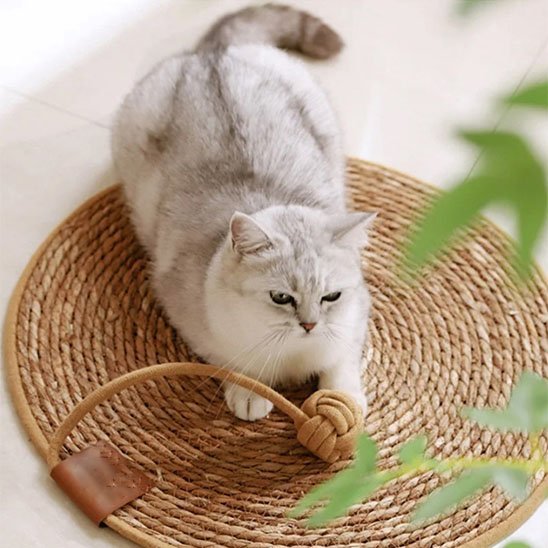 chat blanc couché sur tapis griffoir chat