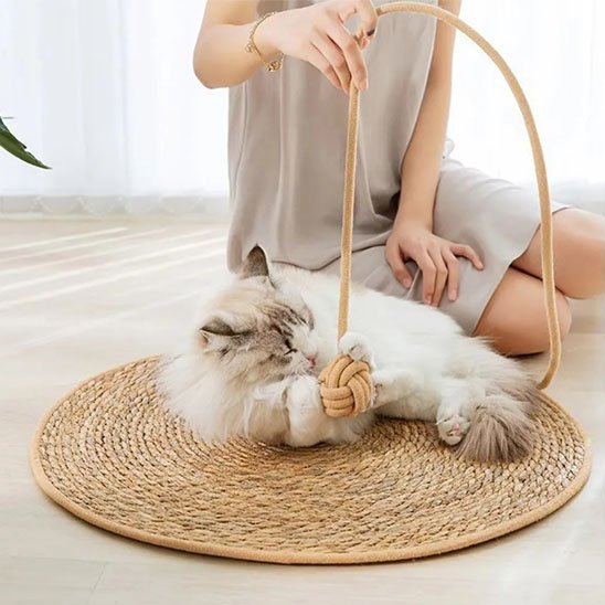 chat blanc joue avec balle du tapis griffoir chat