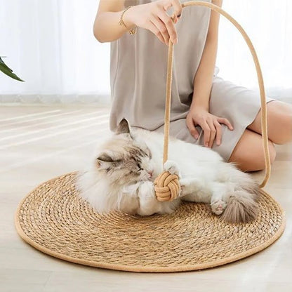 chat blanc joue avec balle du tapis griffoir chat