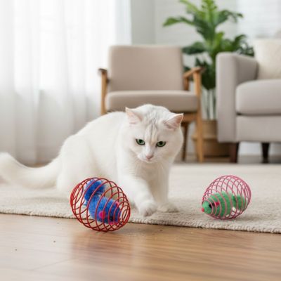 chat blanc regarde chat jouet