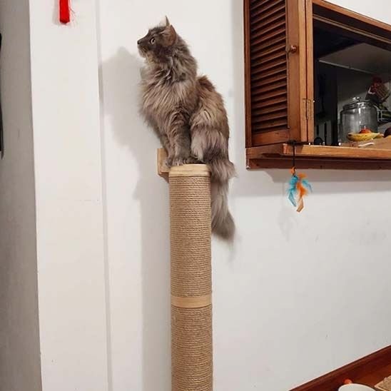 chat brun assis sur griffoir chat mural