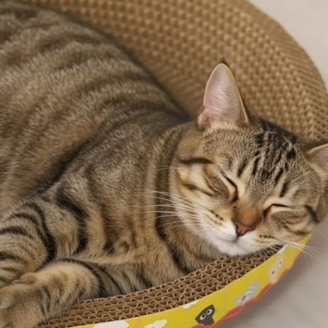 chat brun endormi griffoir en carton pour chat ovale jaune