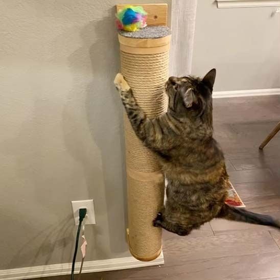 chat brun s'amuse avec griffoir chat mural