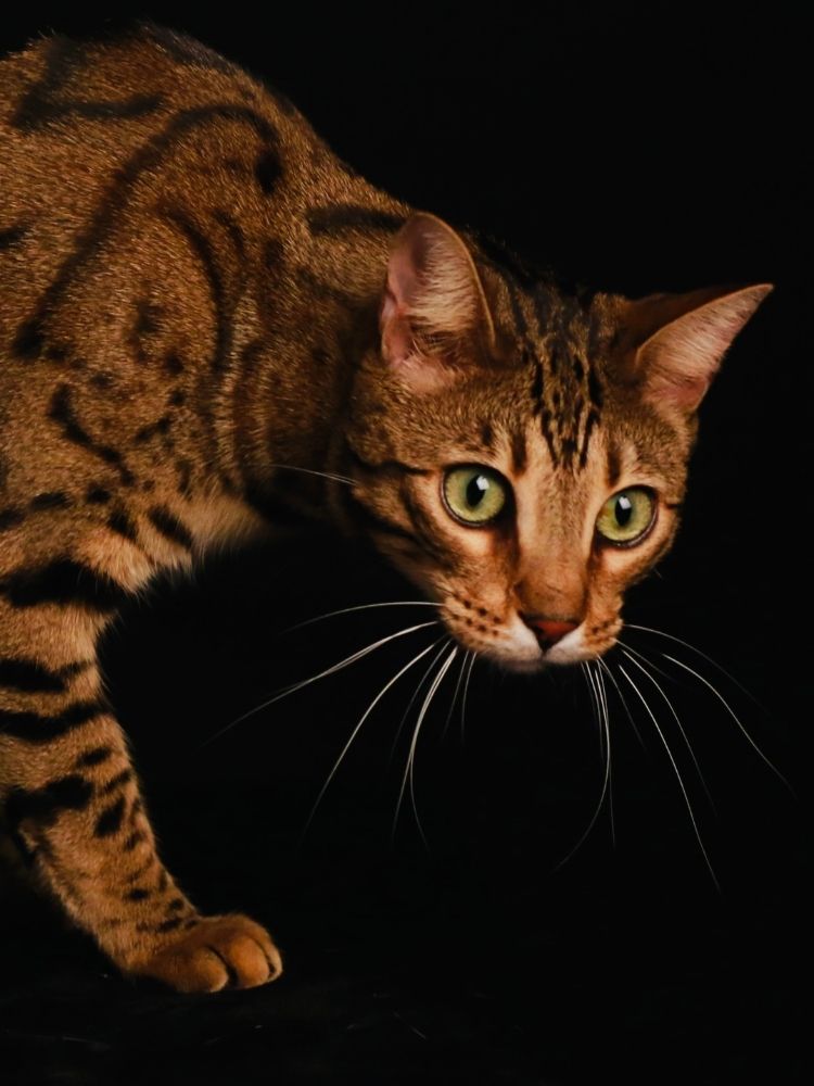 chat brun yeux vert bengal allo minou image mobile