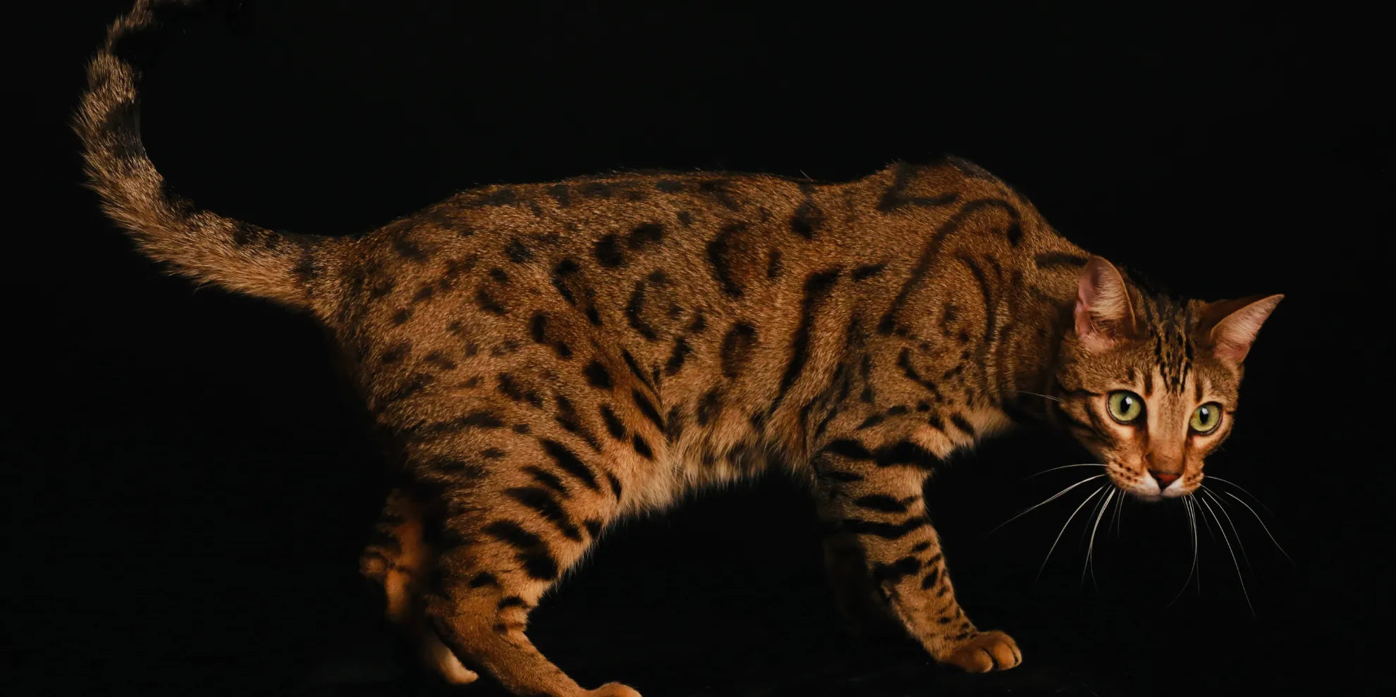 chat brun yeux vert bengal allo minou