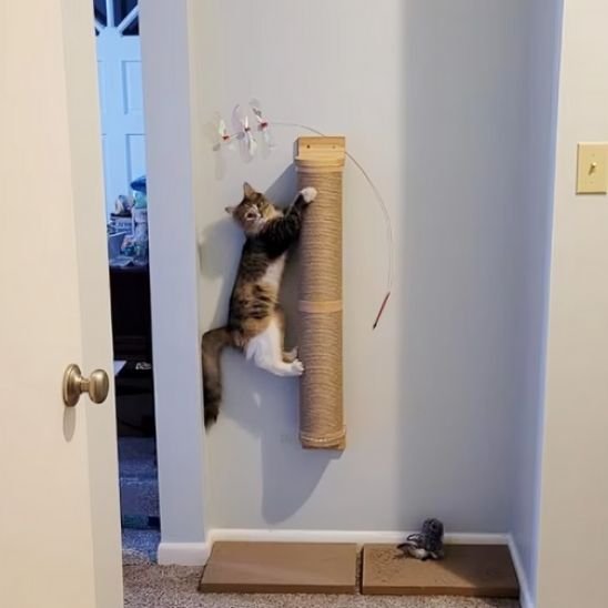 chat grimpe sur griffoir chat mural