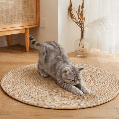 chat gris aiguise ses griffes sur tapis griffoir chat