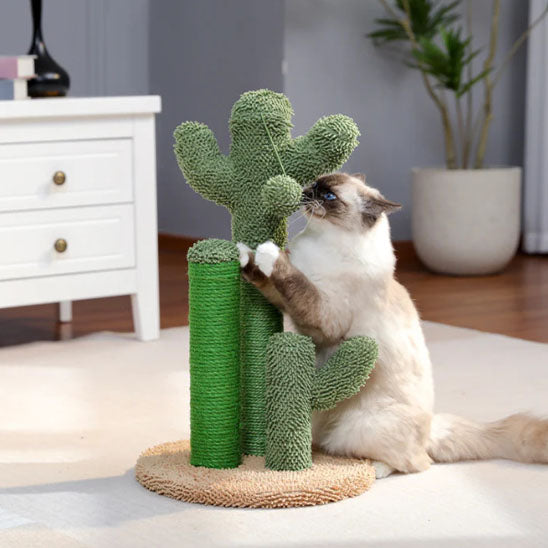 chat intrigue par griffoir chat cactus