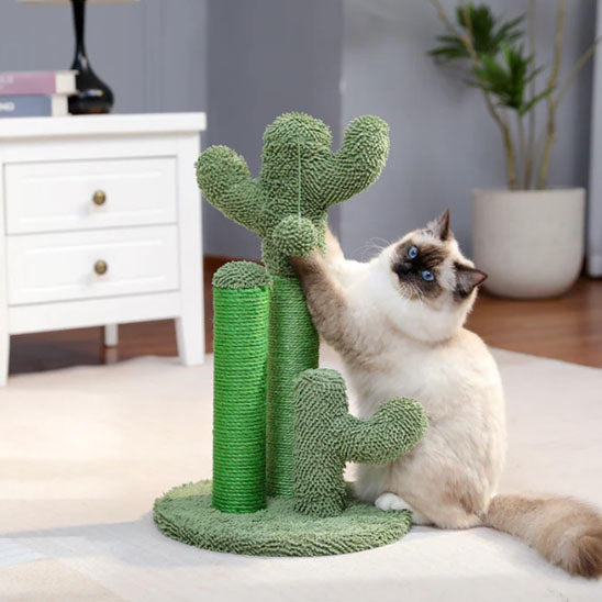 chat jouant avec griffoir chat cactus