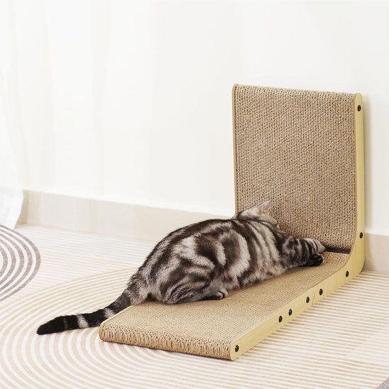 chat qui s amuse avec griffoir chat