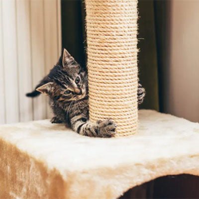 chat s amuse avec corde arbre a chat blanc