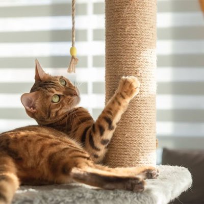Corde arbre a chat sisal sur poteau