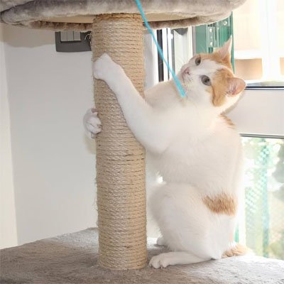 Corde pour arbre à chat beige résistante
