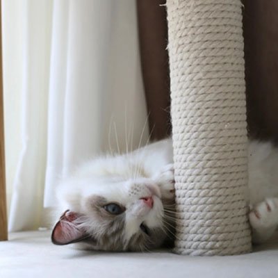 Corde pour arbre à chat beige