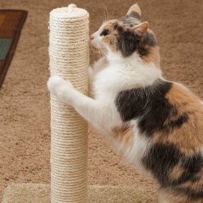 Corde pour arbre à chat sisal conçu résistant