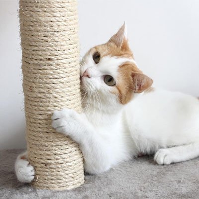 Corde pour arbre à chat sisal résistant