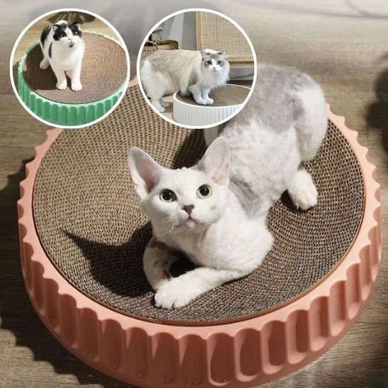 Griffoir chat | DuraPaws - Allo Minou