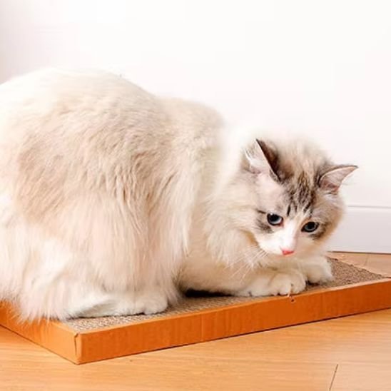 Griffoir chat | EcoProtect - Allo Minou