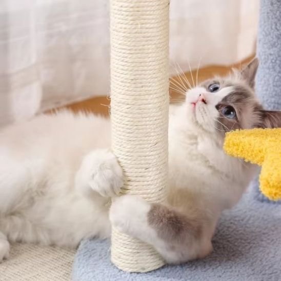 Griffoir chat | ProtectDesign - Allo Minou
