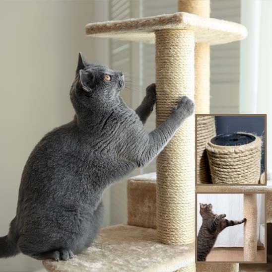 Griffoir chat | ProtectDesign - Allo Minou