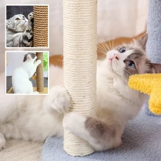 Griffoir chat | ProtectDesign - Allo Minou