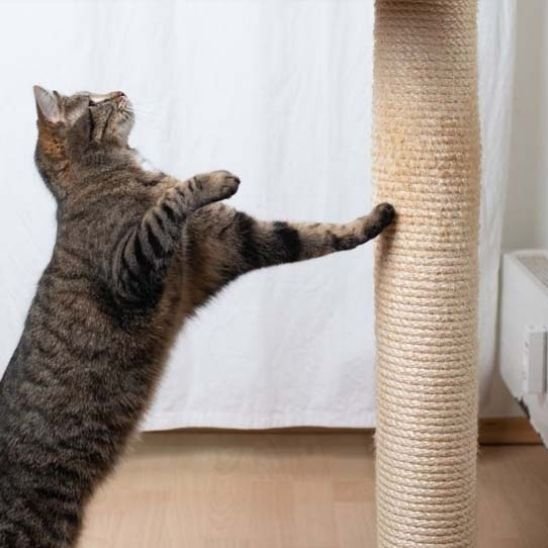 Griffoir chat | ProtectDesign - Allo Minou