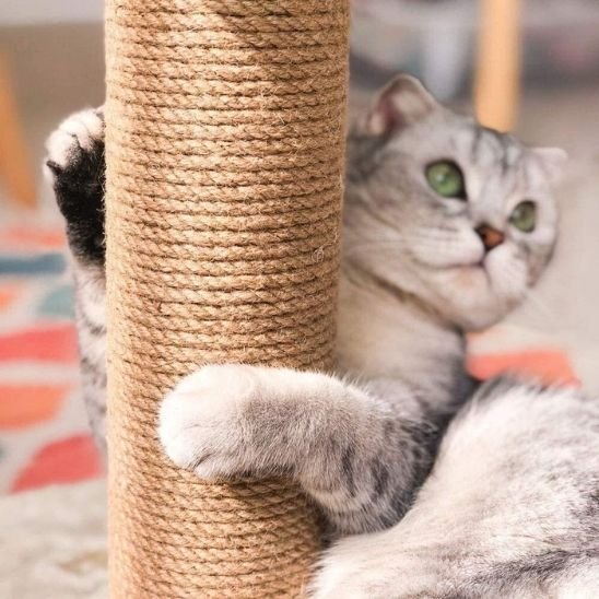 Griffoir chat | ProtectDesign - Allo Minou