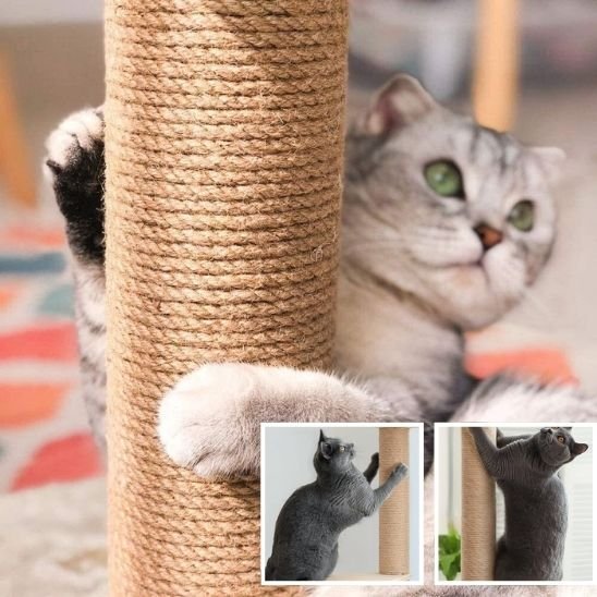 Griffoir chat | ProtectDesign - Allo Minou