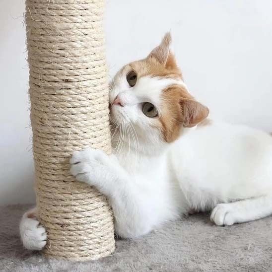 Griffoir chat | ProtectDesign - Allo Minou