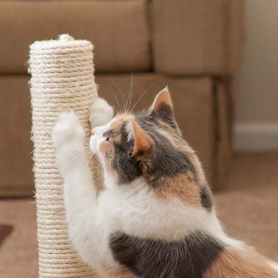 Griffoir chat | ProtectDesign - Allo Minou
