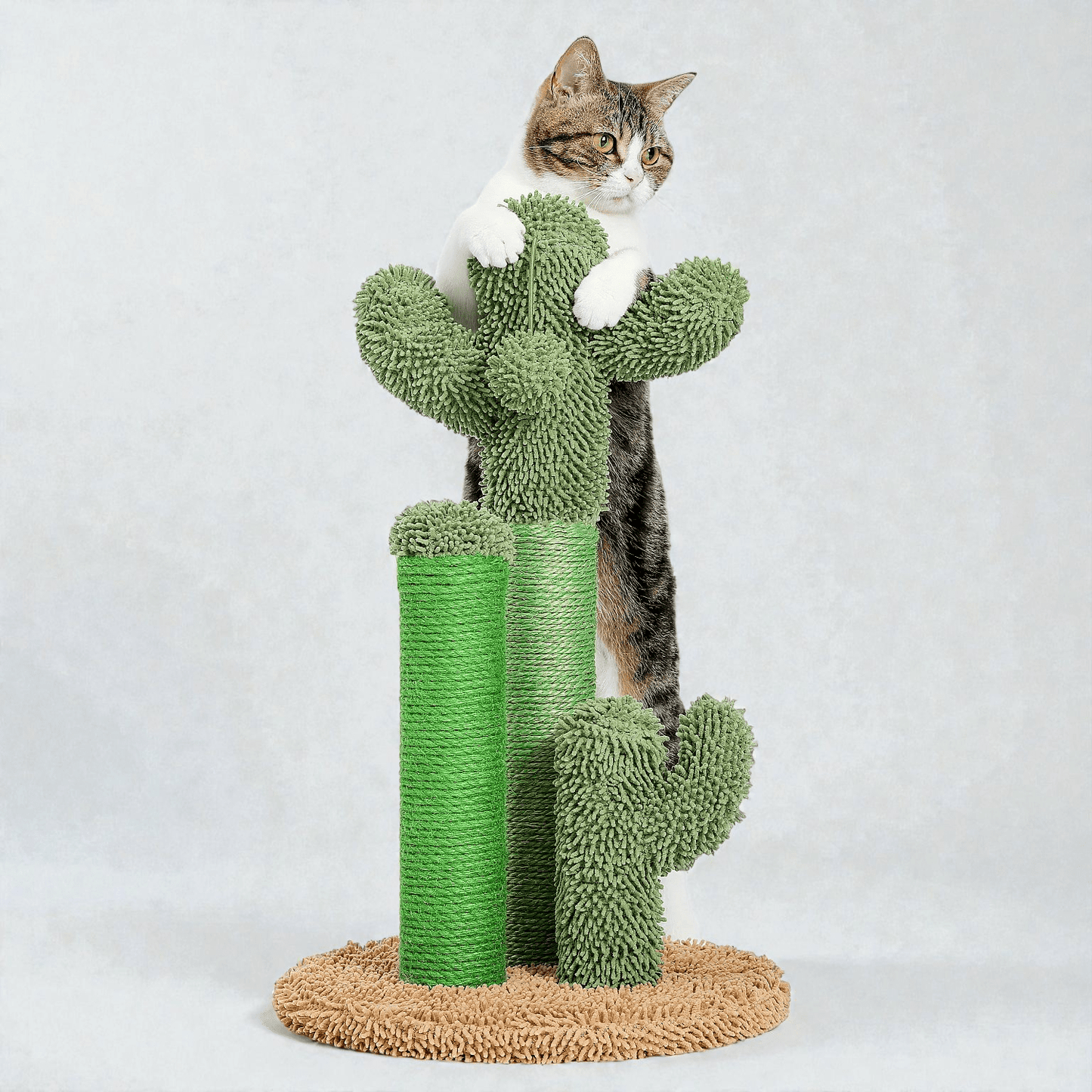 griffoir chat variante brun