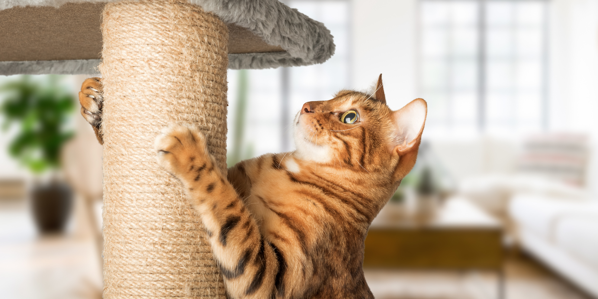 griffoir pour chat poteau sisal
